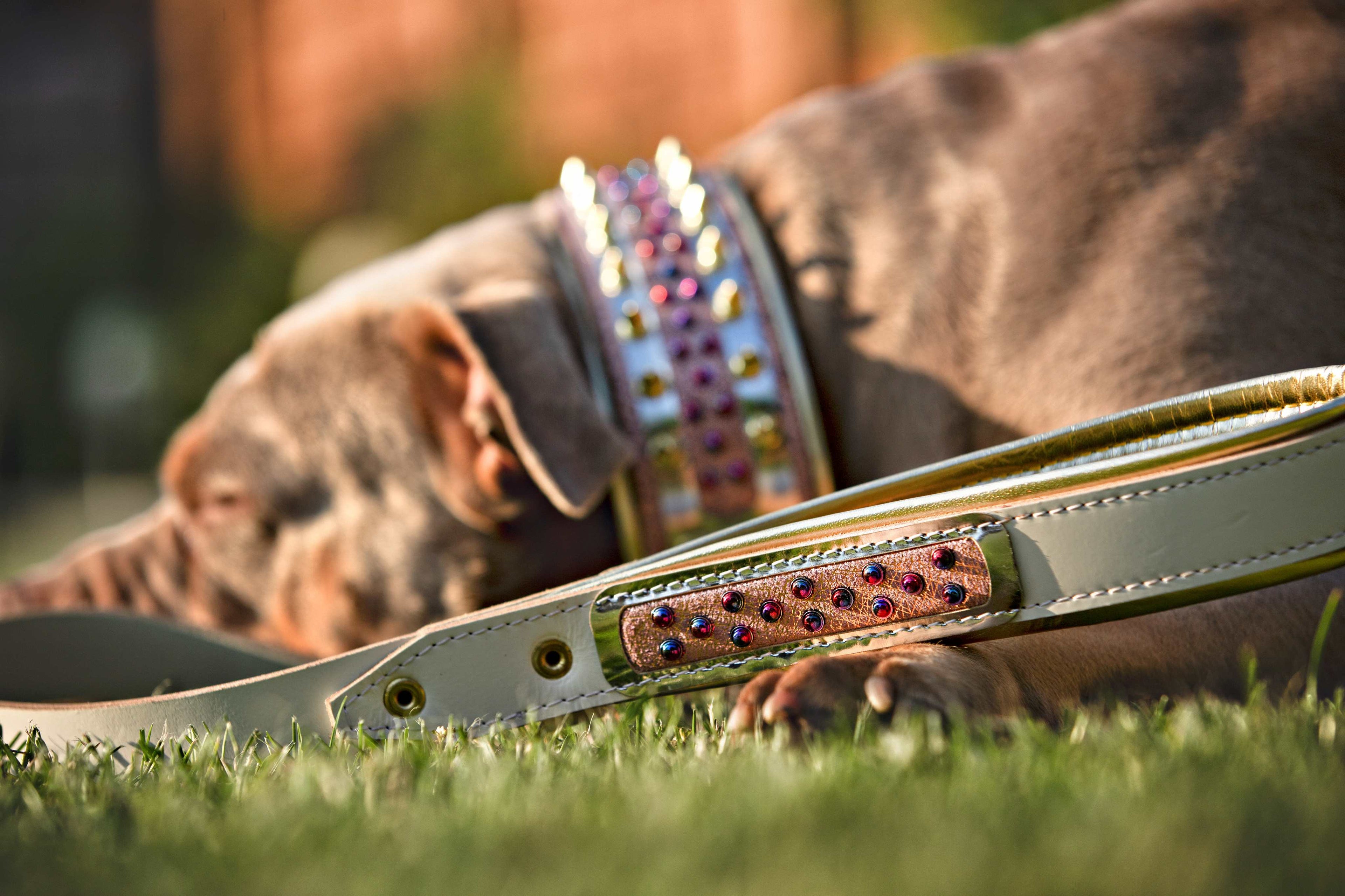 The Candy Leash